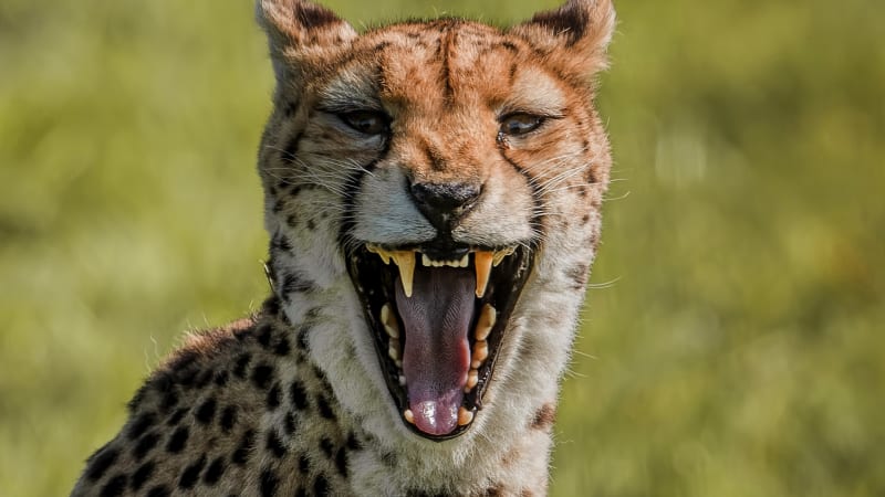 Extrémní rychlost gepardů si vybírá daň jinde. Podívejte se na jeho největší slabinu