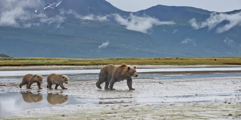 Samice grizzlyho má obvykle 23 mláďata