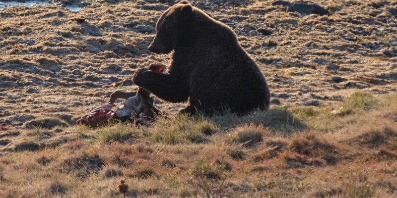 Medvěd grizzly zaútočí i na jedince vlastního druhu