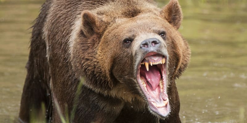 Medvěd grizzly při mohutném řevu