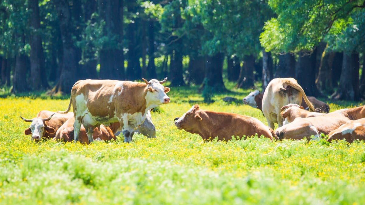 Krávy v chráněné krajinné oblasti Lonjsko Polje