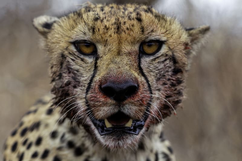 Gepard po úspěšném lovu