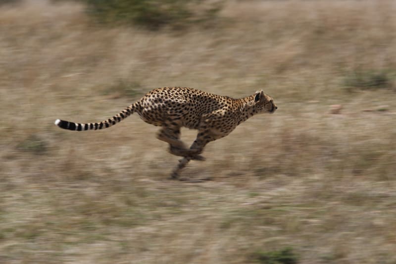 Gepard dokáže běžet rychlostí 100 km/h