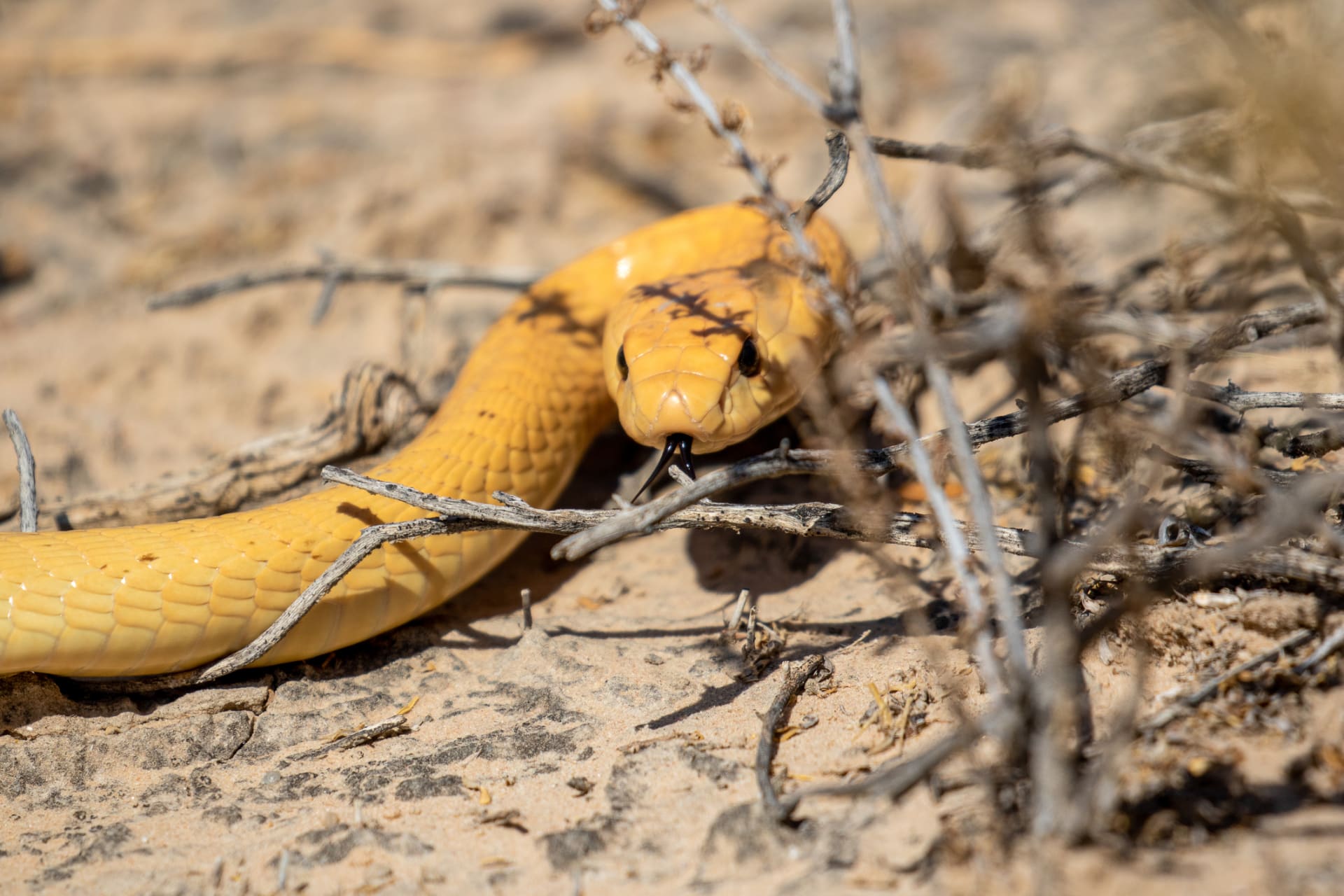 Kobra kapská loví hlavně ve dne