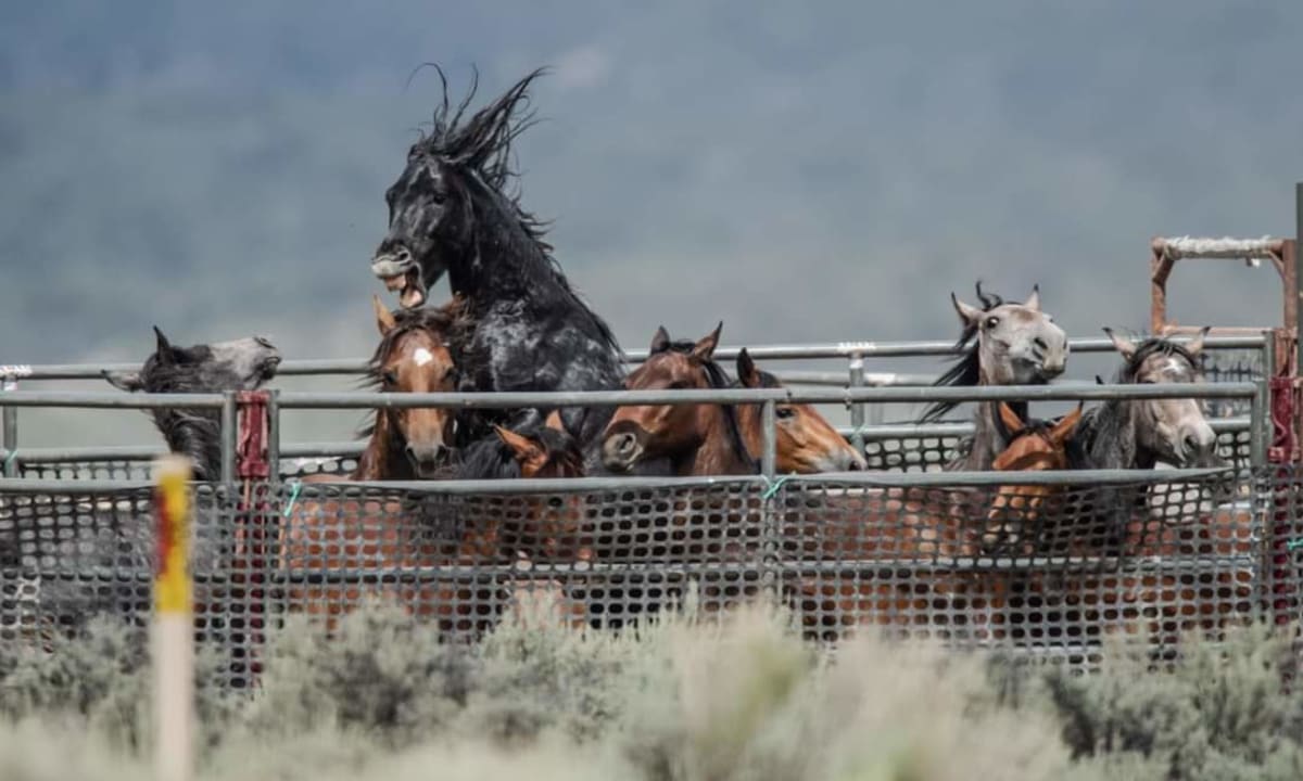 Odchycení koně a jejich zoufalý boj o svobodu
