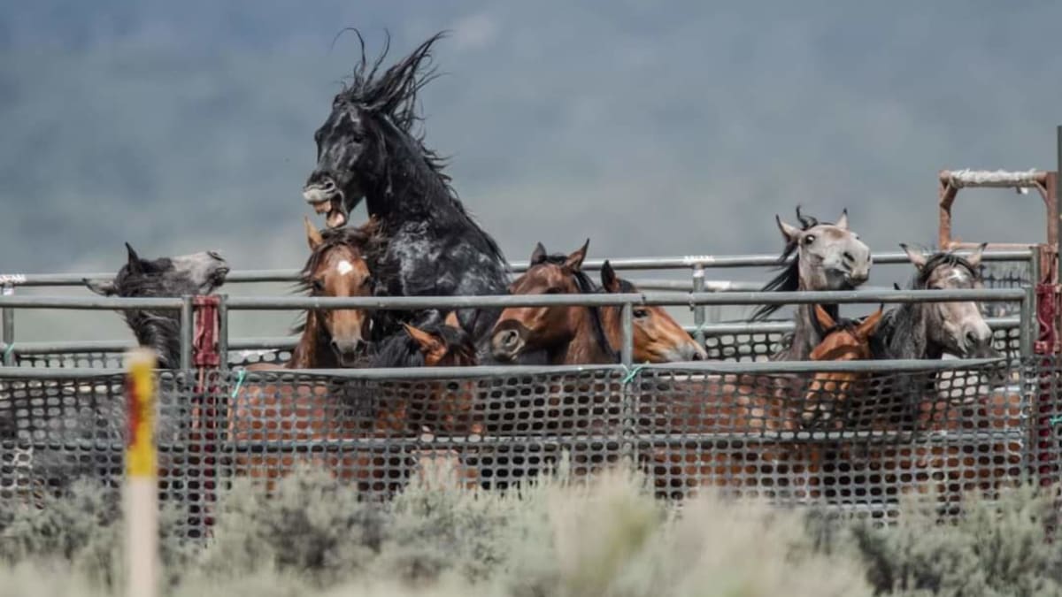 Odchycení koně a jejich zoufalý boj o svobodu
