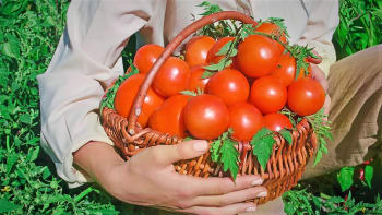 Chcete mít dobrá a krásná rajčata? Jedlá soda vám pomůže!