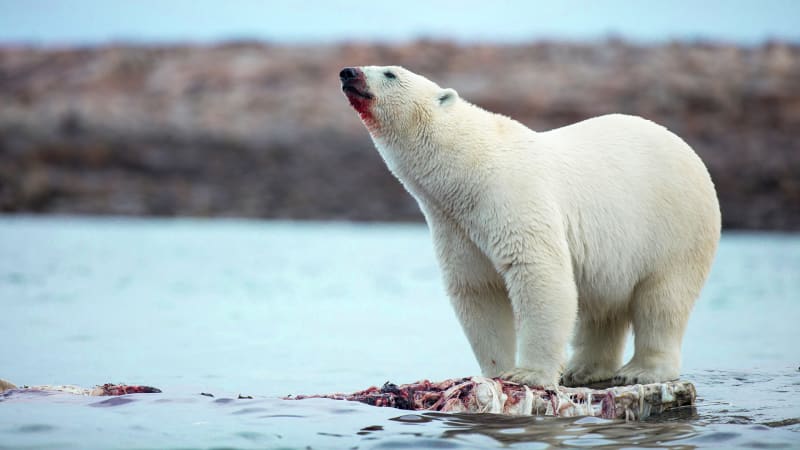 Lední medvěd při lovu
