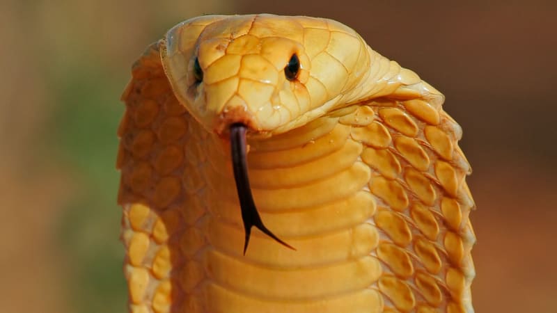 Kobra kapská má extrémně agresivní jed