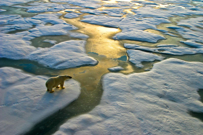 Lední medvěd čelí globálnímu oteplování