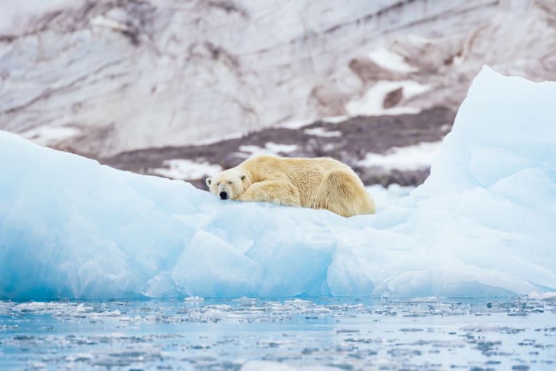 Lední medvěd spí na zbytcích ledu