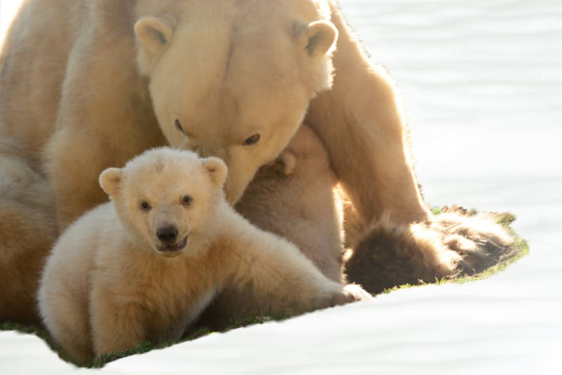 Lední medvěd se stará o mládě