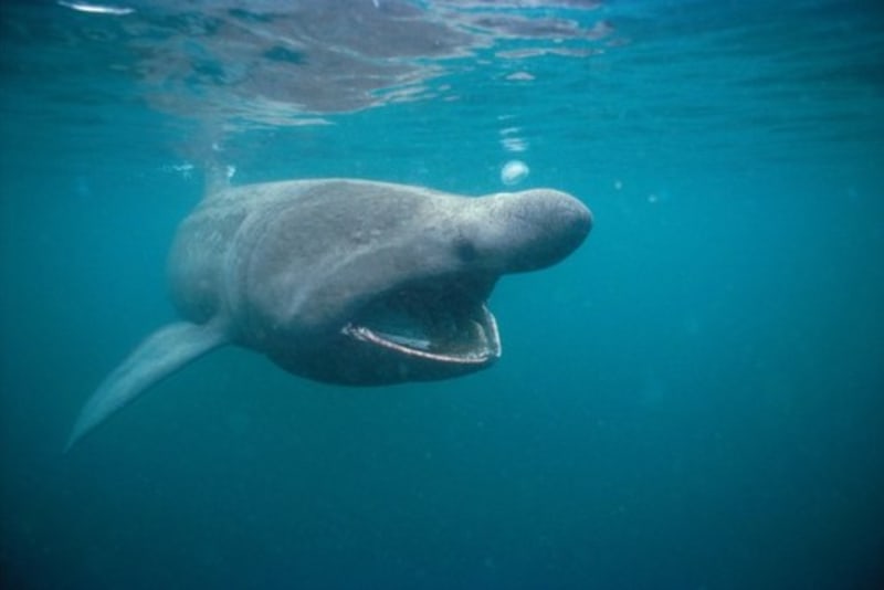 Žralok veliký zachycený v Irském moři. Tento druh může dorůstat délky až 12 metrů. Člověku ale nebezpečný není, živí se převážně planktonem