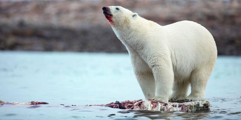 Lední medvěd při lovu