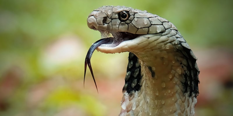 I kobra může najít přemožitele, ilustrační foto