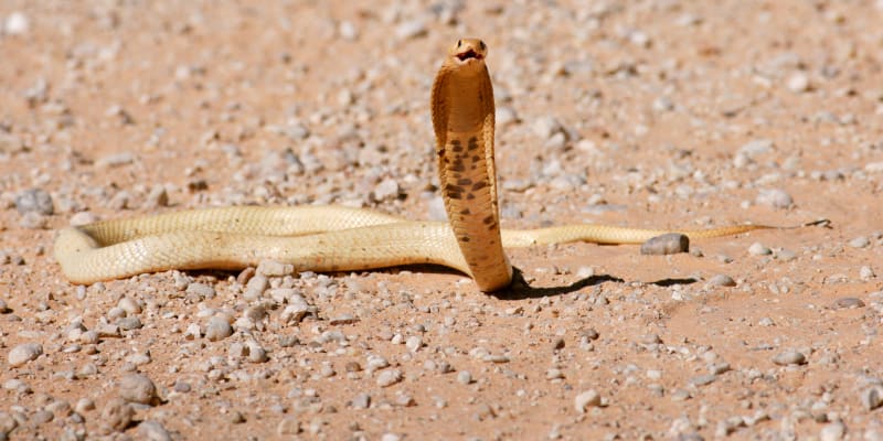 Kobra kapská zabíjí hustým jedem