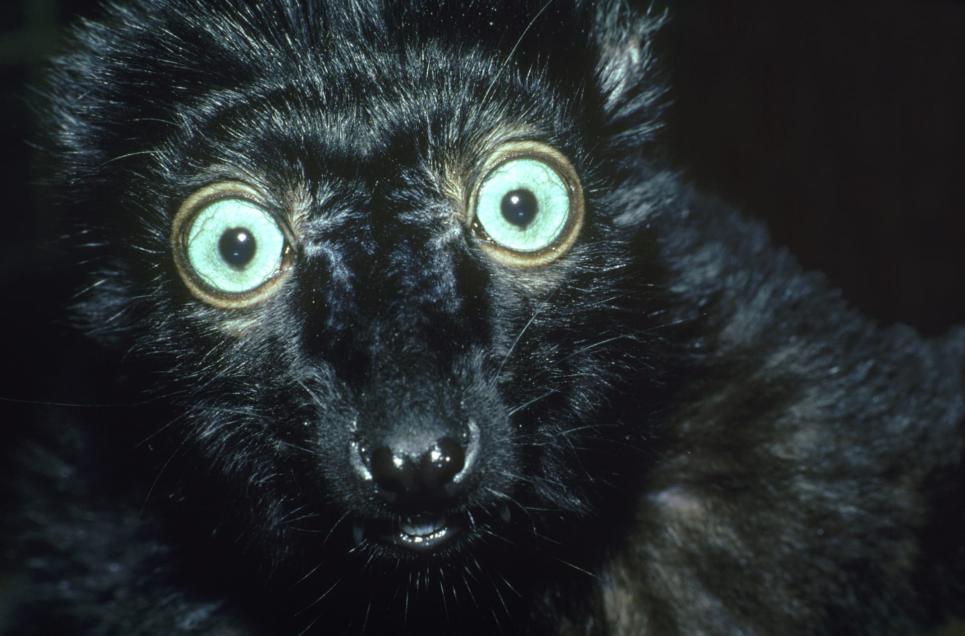 Intoxikovaný lemur tmavý