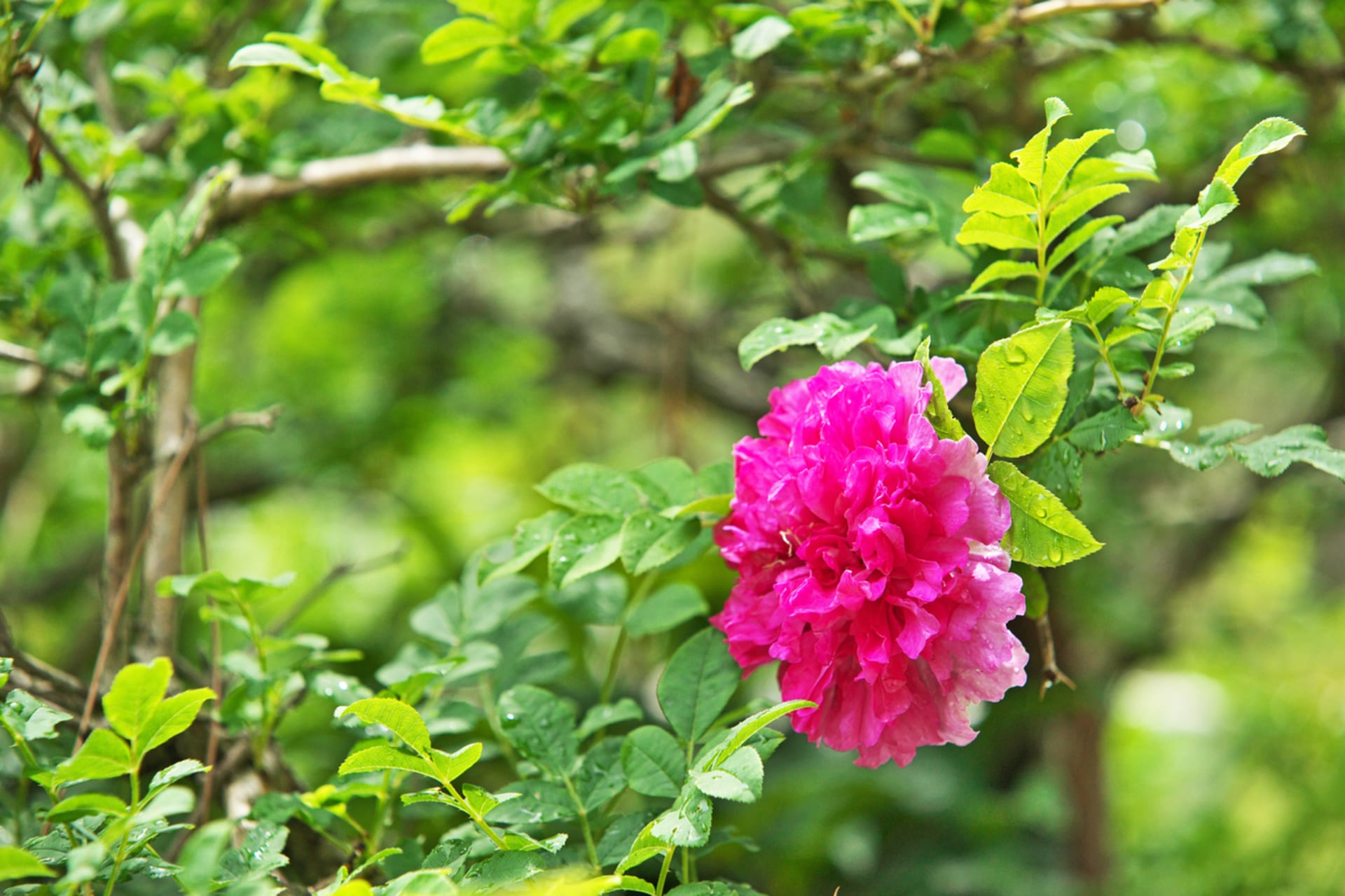Růže kaštanová (Rosa roxburghii)