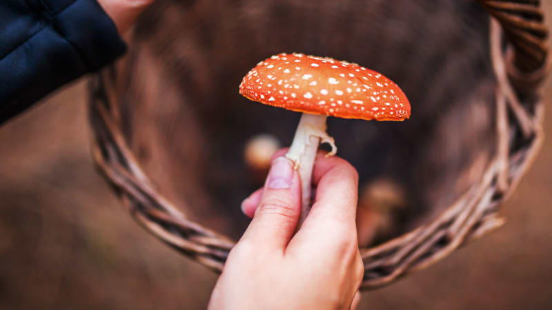 Co dělat, když se otrávíte houbami? Na jeden druh neexistuje lék