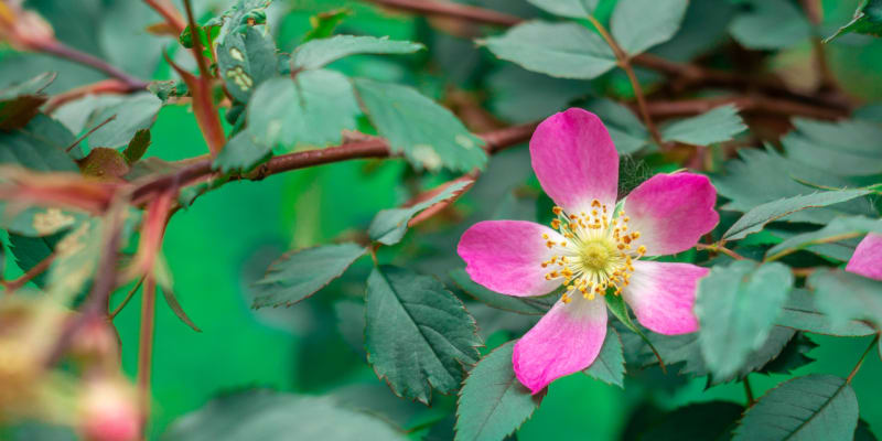 Růže sivá (Rosa glauca)