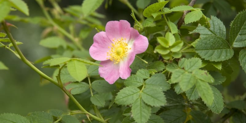 Růže vinná (Rosa rubiginosa)