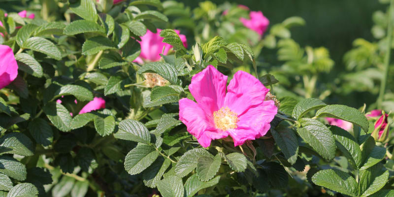 Růže májová (Rosa majalis)