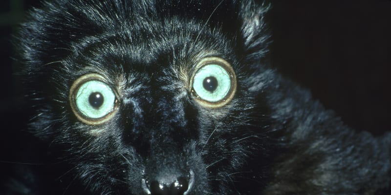 Intoxikovaný lemur tmavý
