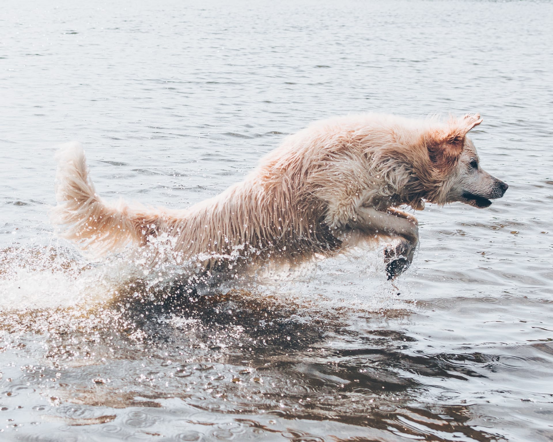 Pobyt u vody je zábava, ale mějte svého psa pod kontrolou