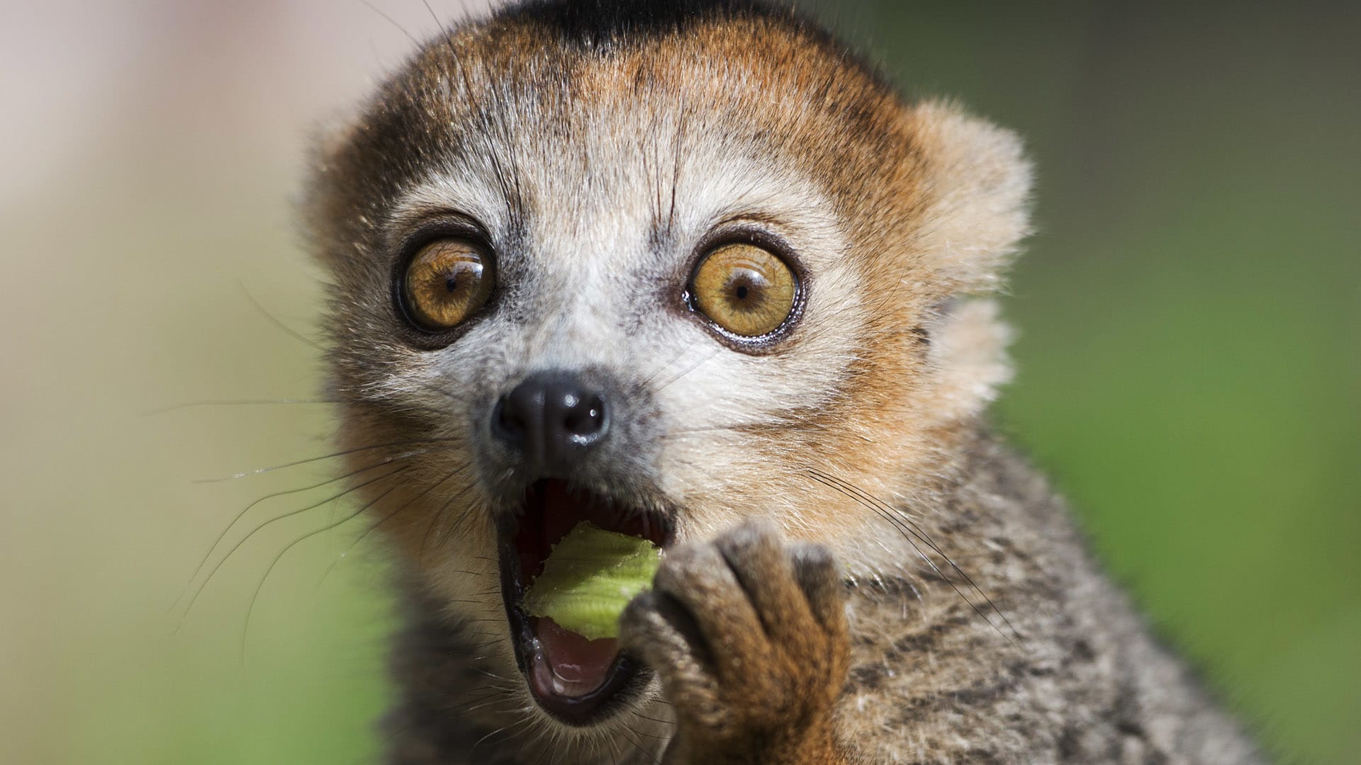 Lemurové milují jídlo i přírodní drogy
