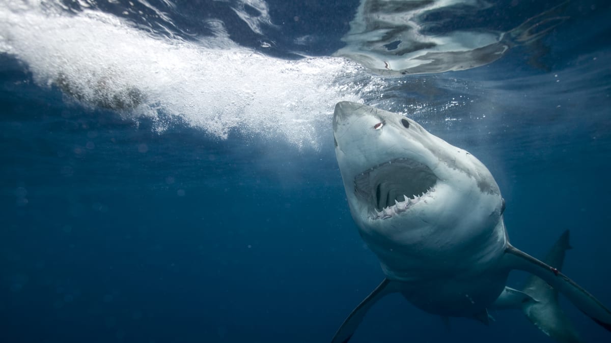 Žralok bílý, též známý jako lidožravý, se oblastem s kosatkami začal obloukem vyhýbat.