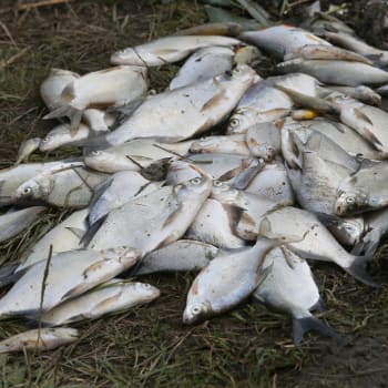 Na Břeclavsku uhynulo velké množství ryb.  (Ilustrační foto)