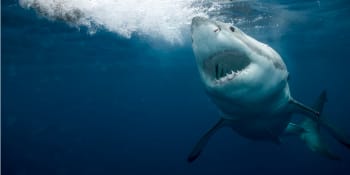 Dramatické záběry: Na kajakáře vyskočil třímetrový žralok. Jsem hloupý, vyčítá si muž