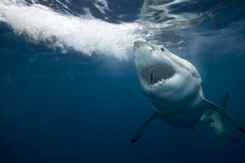 Žralok bílý, též známý jako lidožravý