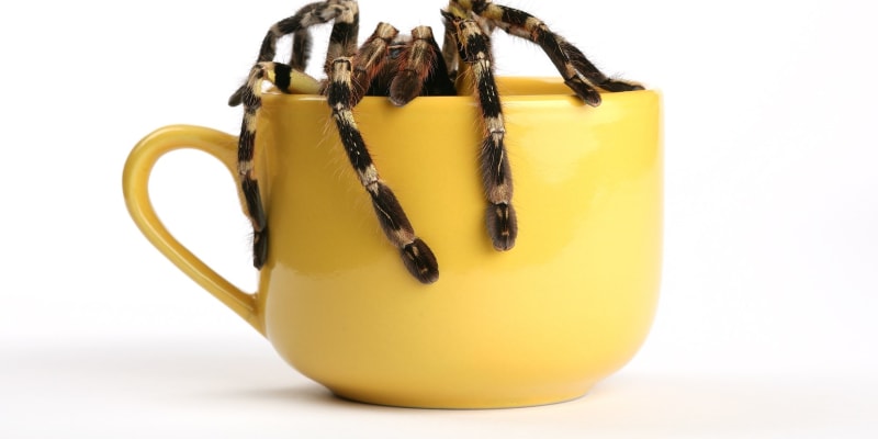 Pavouk v čaji