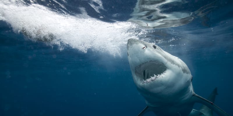Žralok bílý, též známý jako lidožravý