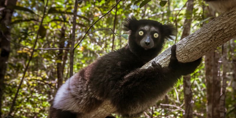 Indri Indri je největší lemur světa