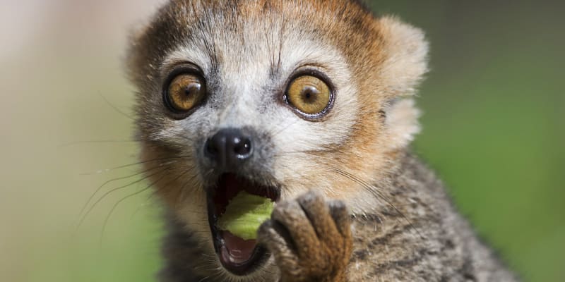 Lemurové milují jídlo i přírodní drogy
