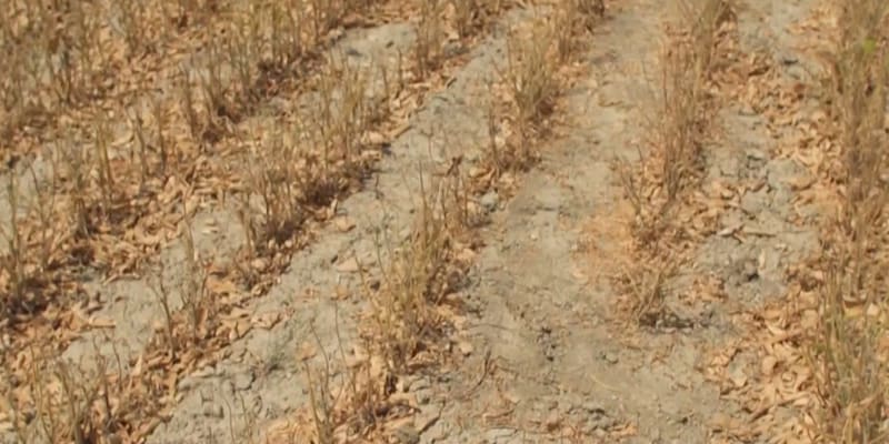 Itálii drtí nejhorší sucho za 70 let, farmáři jsou zoufalí.