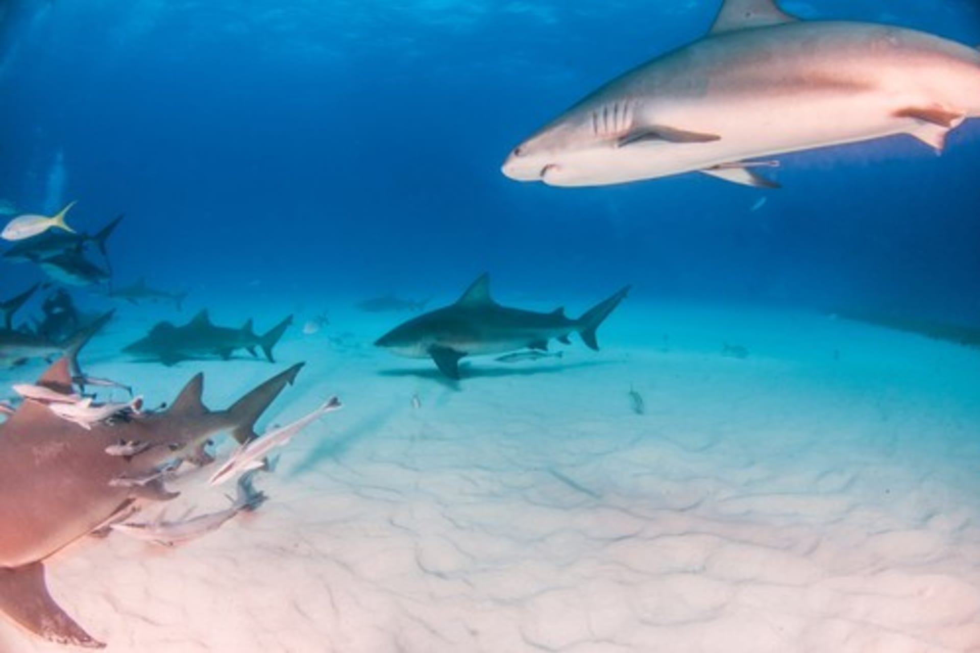 Žraloci bělaví u korálového útesu poblíž Baham