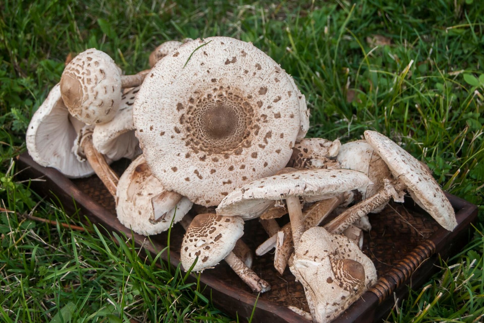 Někteří houbaři sbírají bedly ve velkém. 