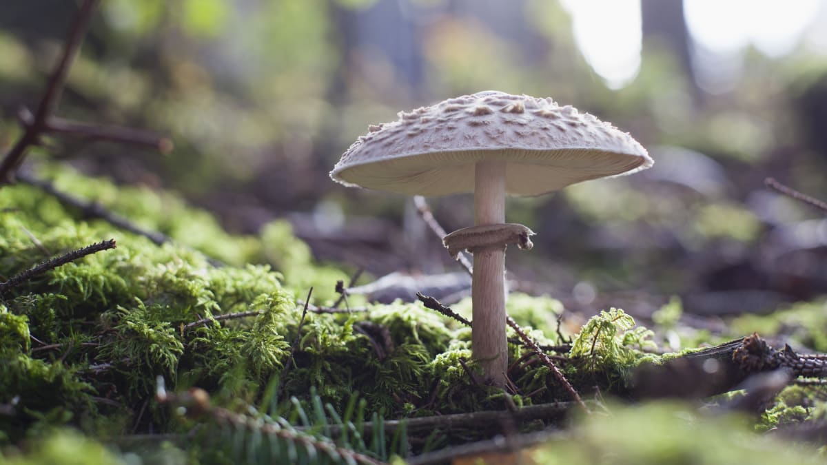Bedla je velmi oblíbená houba hlavně na řízky.