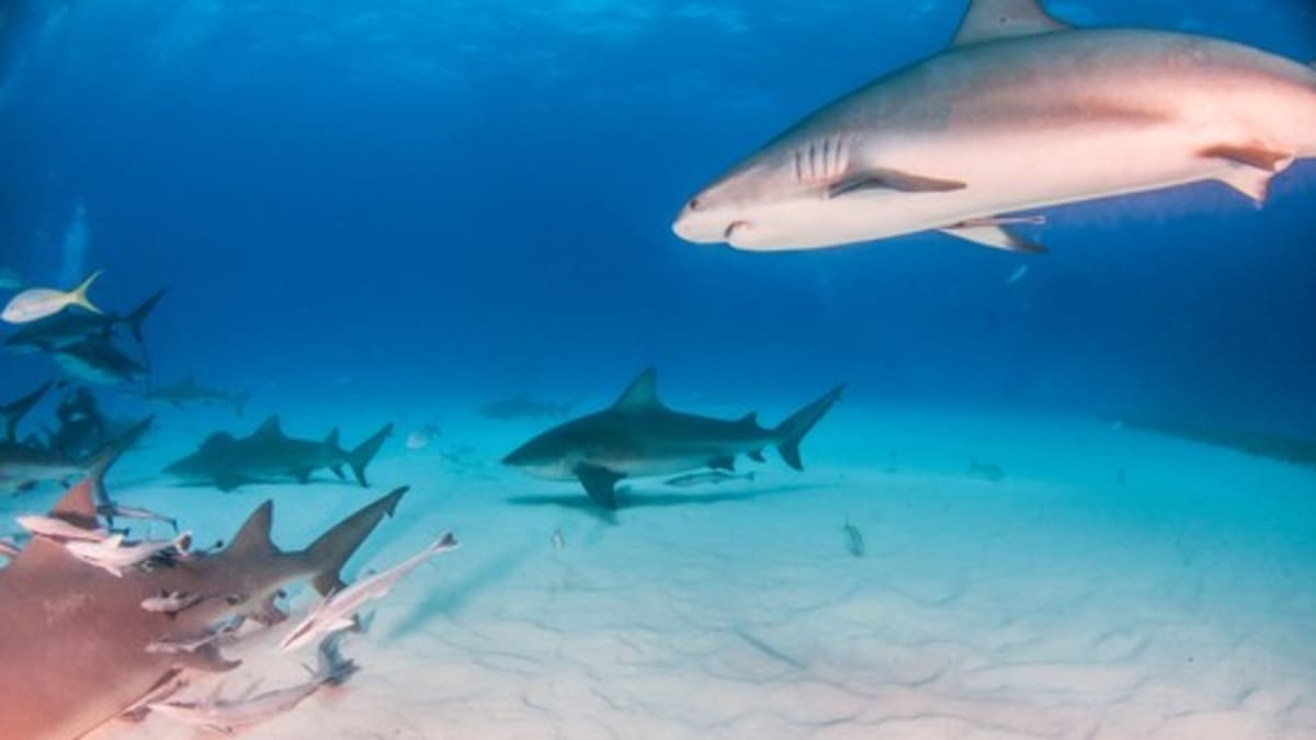 Žraloci bělaví u korálového útesu poblíž Baham