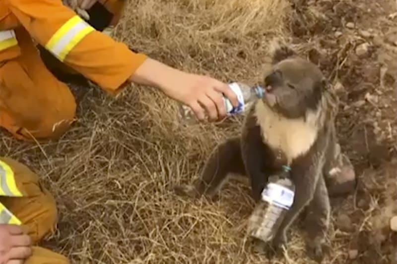 Koala dostávající v roce 2019 tekutiny