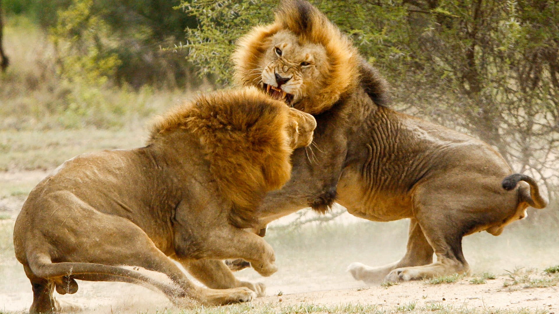 Lví samci se perou o budoucnost smečky