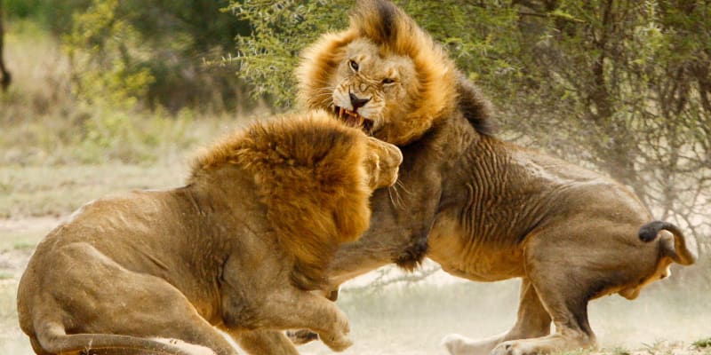 Lví samci se perou o budoucnost smečky
