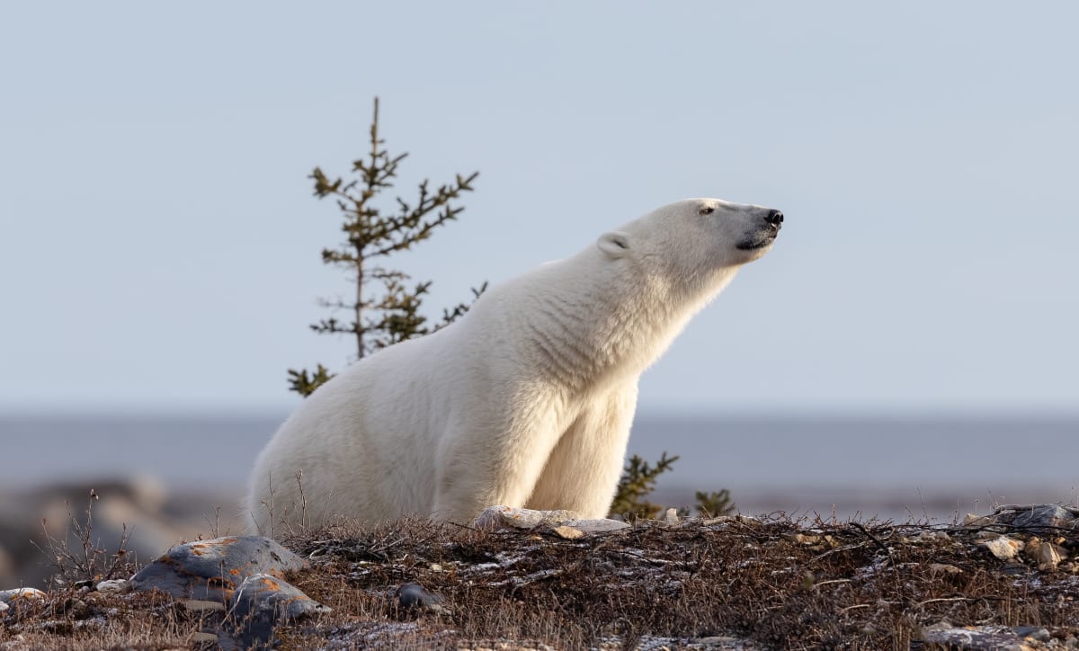 Hladová lední medvědice na Sibiři se dostala do potíží. (Ilustrační fotografie)