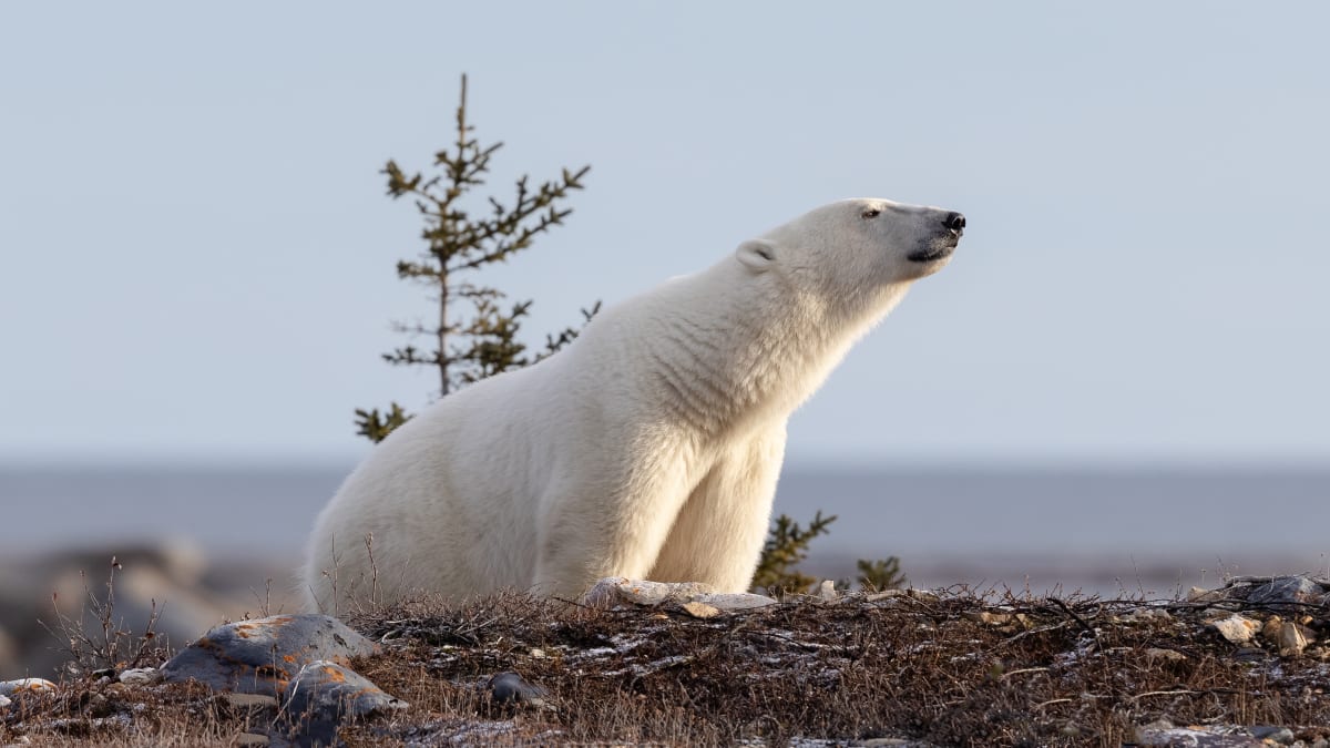 Hladová lední medvědice na Sibiři se dostala do potíží. (Ilustrační fotografie)