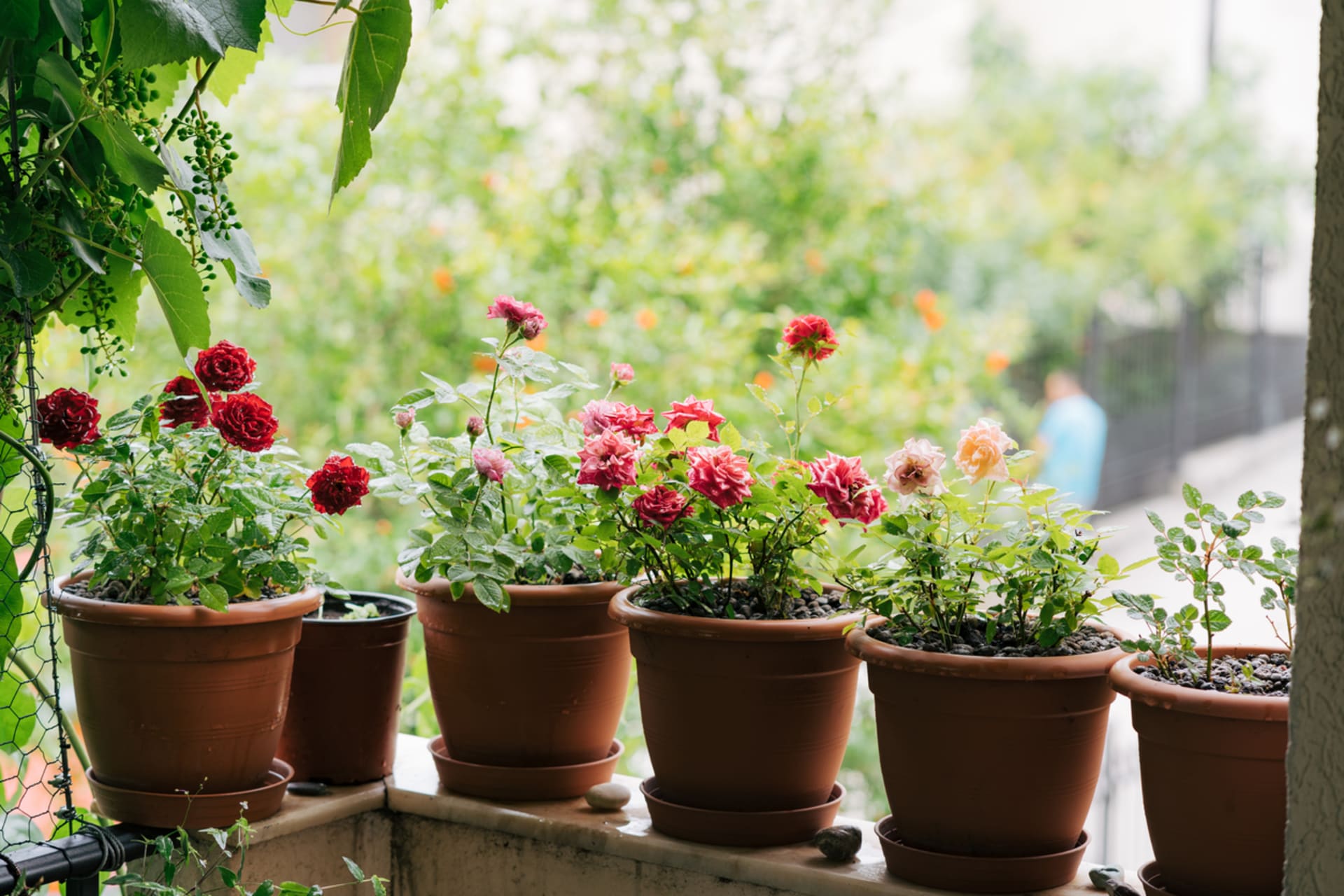 Mini růžičky můžete pěstovat i na balkoně ale dopřejte jim větší květináče
