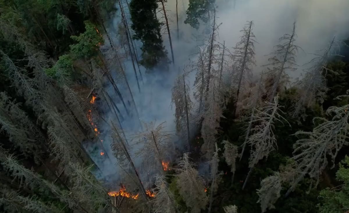 Starosta města Krásná Lípa Jan Kolář míní, že oheň nemusel České Švýcarsko zasáhnout v takovém rozsahu, kdyby v lesích nebylo ponecháno dřevo napadené kůrovcem.