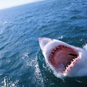 Velký bílý žralok útočí zespodu 